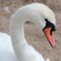 A swan
